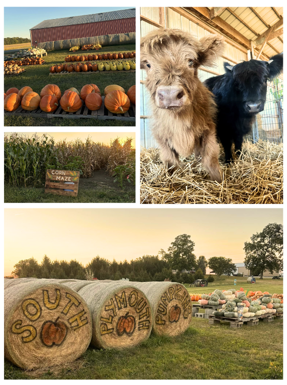 South Plymouth Pumpkins 's photo