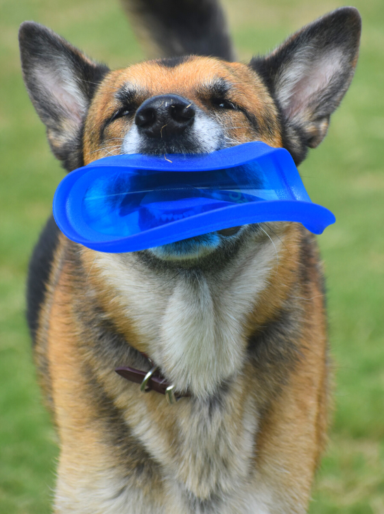 Dog Park 's photo